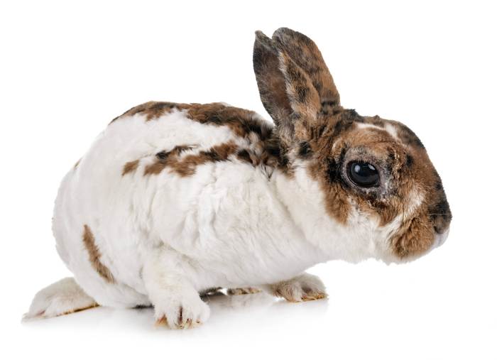 Карликовый кролик рекс, фото фотография 