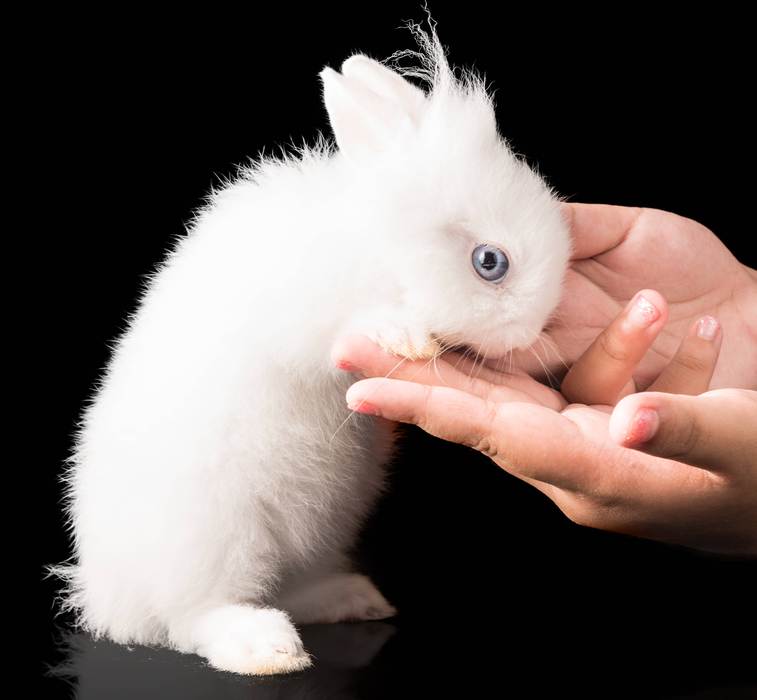 Карликовый лисий кролик, фото фотография 