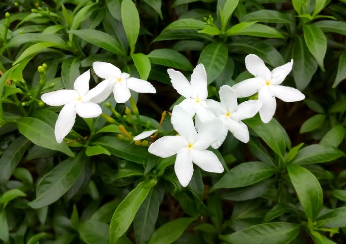   (Jasminum polyanthum),   
