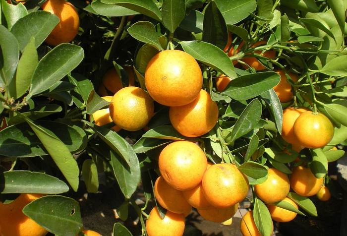  (Citrus japonica),   
