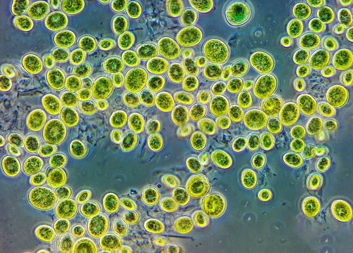 Хлорелла (Chlorella), фото фотография водоросли