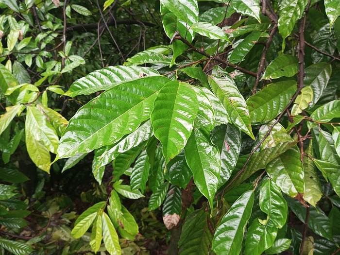 Какао (Theobroma cacao), фото фотография растения