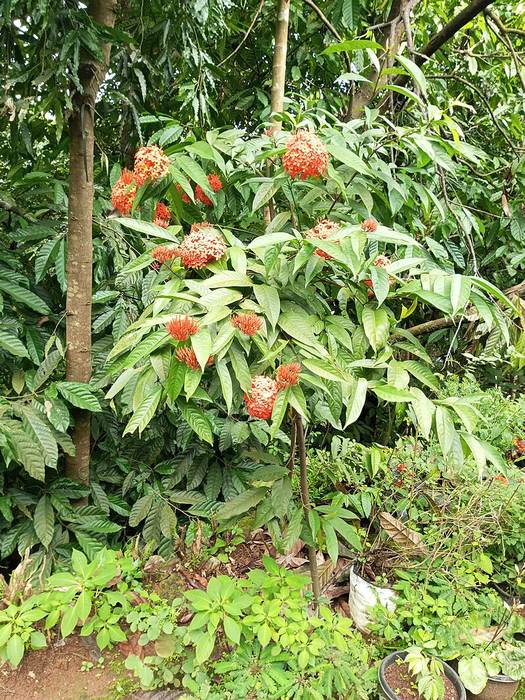 Иксора ярко-красная (Ixora coccinea), фото фотография растения
