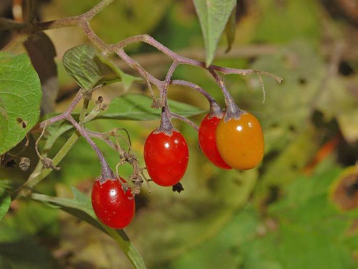  - (Solanum dulcamara),   