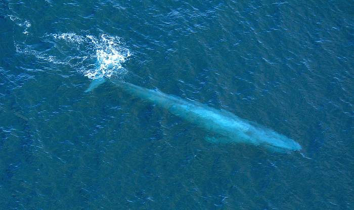 Синий кит (Balaenoptera musculus), фото фотография млекопитающие