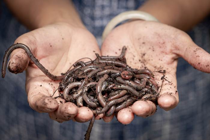Земляные, дождевые черви в мужских руках, фото фотография млекопитающие