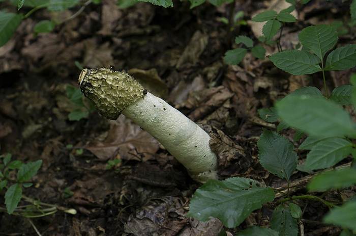 Весёлка обыкновенная (Phallus impudicus), фото фотография грибы