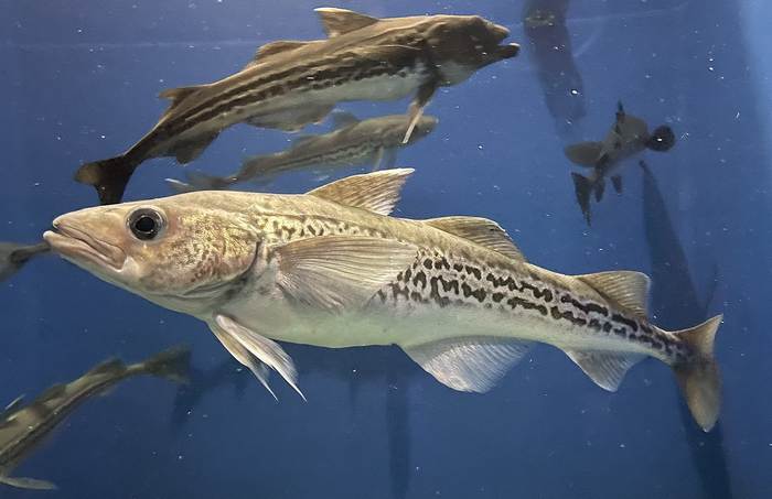 Минтай (Gadus chalcogrammus), фото фотография рыбы