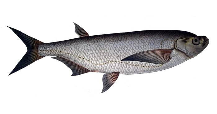 Чехонь (Pelecus cultratus), рисунок картинка изображение рыбы