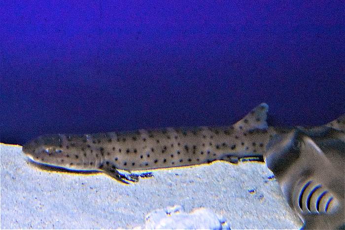 Австралийская коралловая кошачья акула (Atelomycterus macleayi), фото фотография рыбы