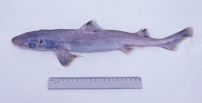 Австралийская короткошипая акула (Centrophorus harrissoni), фото фотография рыбы