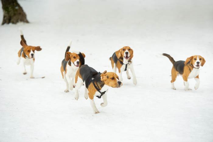 Бигли бегут по снегу, фото породы собаки фотография 