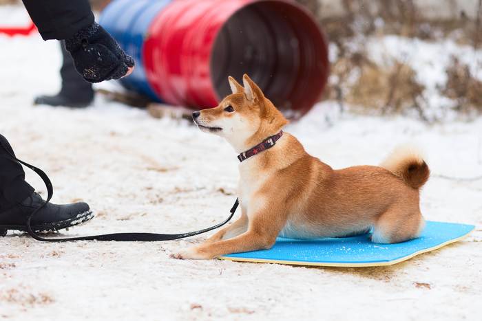 Шиба сиба ину на дрессировочной площадке выполняет команду Лежать, фото фотография собаки