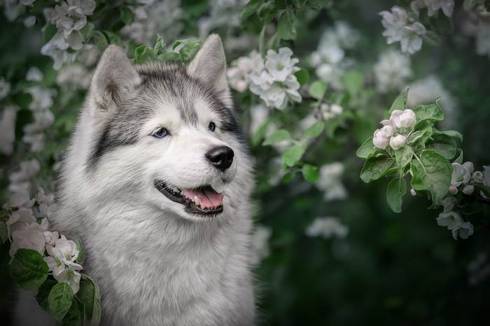 Сибирский хаски с голубыми глазами, фото собаки фотография