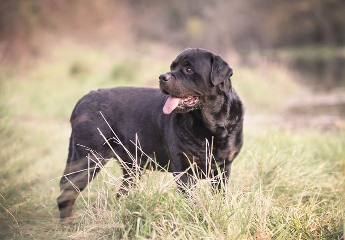 Ротвейлера с купированным хвостом, фото собаки фотография
