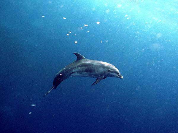 Афалина, или бутылконосый дельфин (Tursiops truncatus), фото киты животные фотография