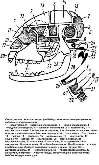 Схема черепа млекопитающих, черный рисунок картинка