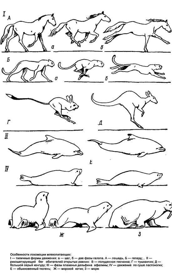 Особенности локомоции (передвижения) млекопитающий, черный рисунок картинка