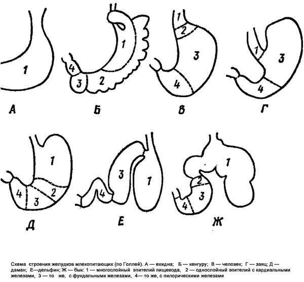 Схема строения желудков млекопитающих, черная картинка рисунок