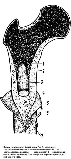 Схема строения трубчатой кости млекопитающего, черно-белый рисунок картинка