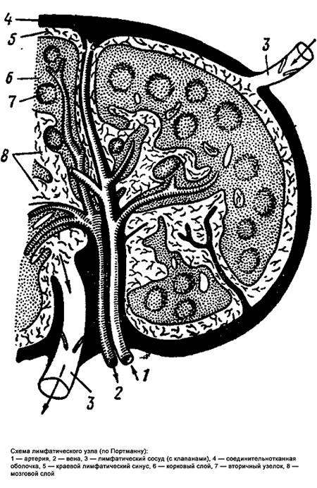 Схема лимфатического узла млекопитающего, черный рисунок картинка