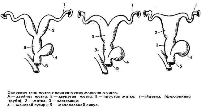 Основные типы маток у плацентарных млекопитающий, черный рисунок картинка