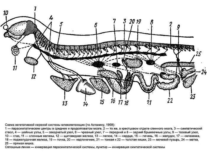Схема вегетативной нервной системы млекопитающий, черно-белый рисунок картинка