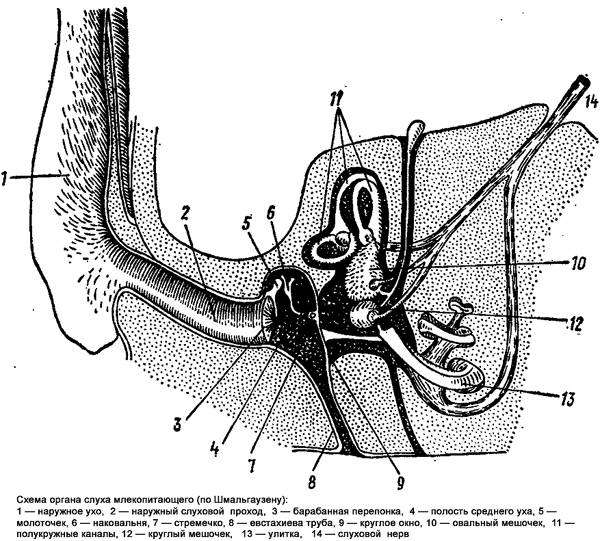 Схема органа слуха млекопитающего, черный рисунок картинка