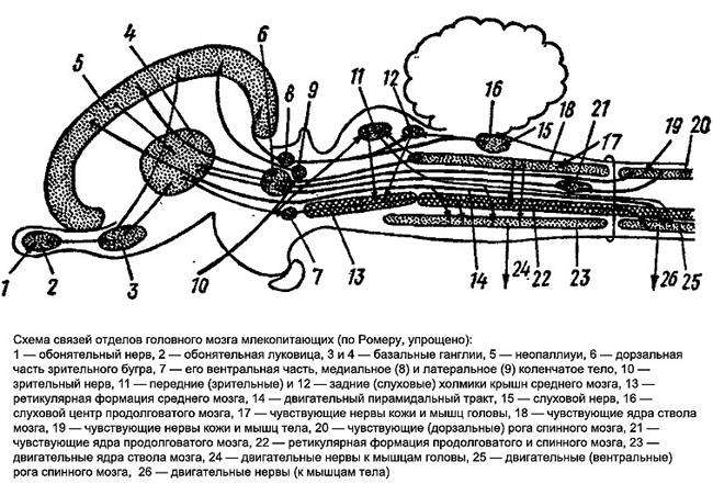 Схема связей отделов головного мозга млекопитающих, рисунок картинка