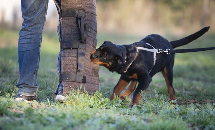 Щенок ротвейлера кусает за штанину на занятиях по дрессировке, фото фотография породы собаки