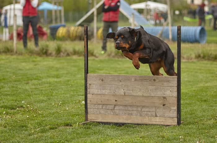 Ротвейлер перепрыгивает через глухой барьер, фото фотография собаки