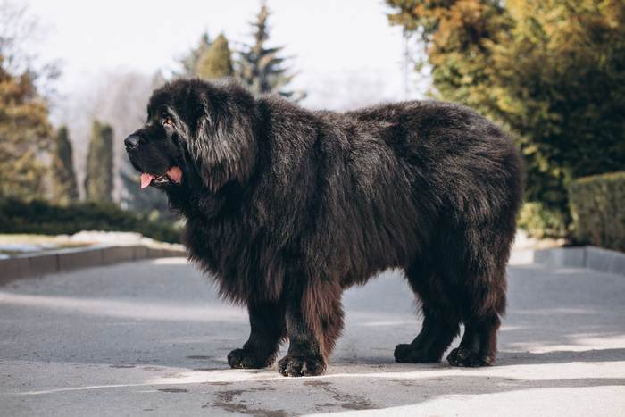 Черный ньюфаундленд, фото фотография собаки