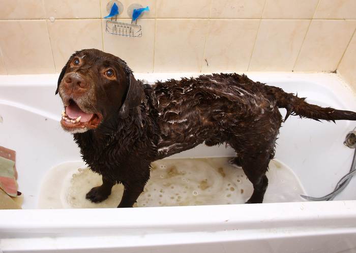 Лабрадор-ретривер моется в ванне, фото собаки фотография