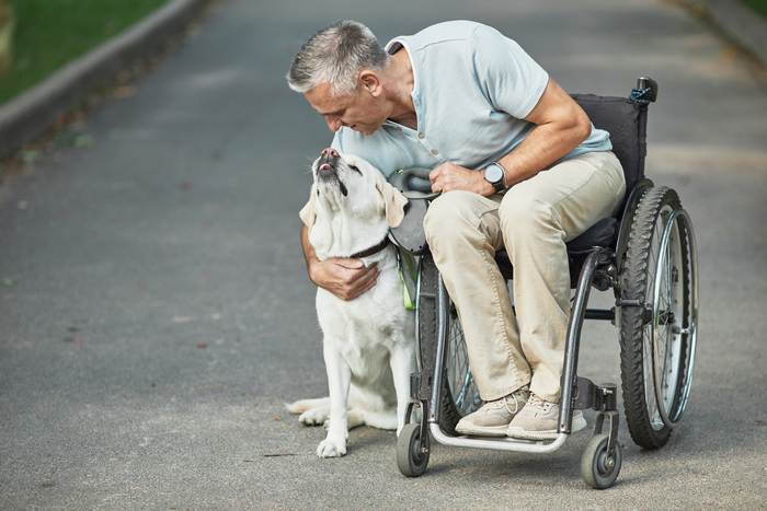 Лабрадор-ретривер и мужчина в инвалидной коляске, фото собаки фотография
