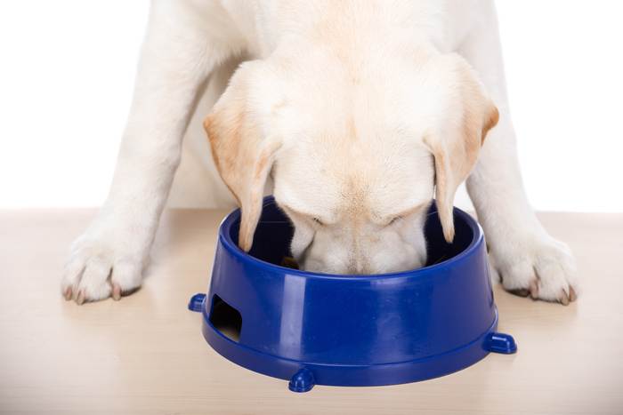 Лабрадор-ретривер ест из миски, фото собаки фотография