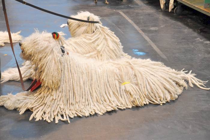 Комондор, венгерская овчарка, фото собаки фотография