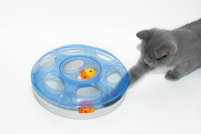 Интерактивная игрушка для котов, фото фотография