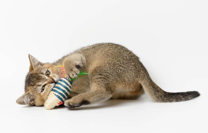 Британский котенок играет с игрушечной мышкой, фото фотография
