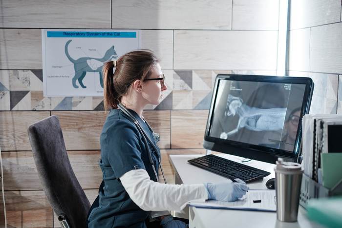 Ветеринарный врач рассматривает рентгеновский снимок собаки, фото фотография