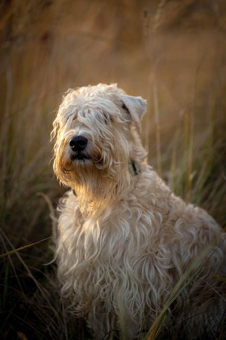 Ирландский мягкошерстный пшеничный терьер, фото фотография собаки