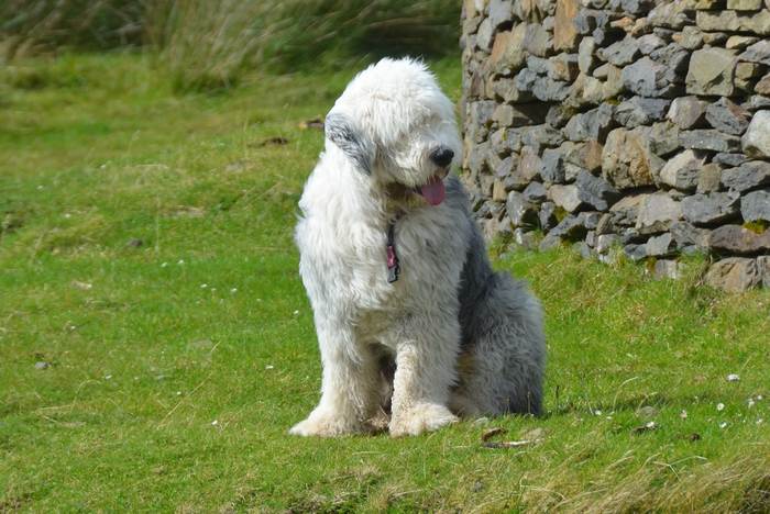 Бобтейл, староанглийская овчарка, фото фотография собаки