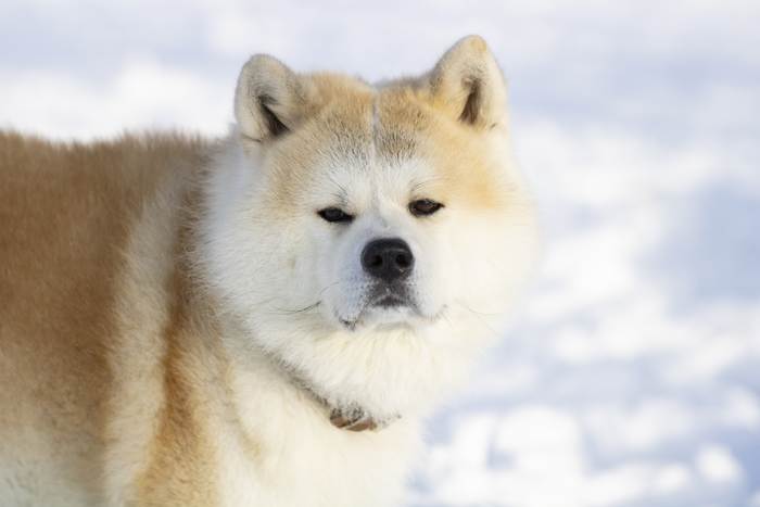 Японская акита, фото породы собак фотография