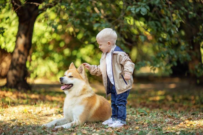 Акита и мальчик, фото породы собак фотография