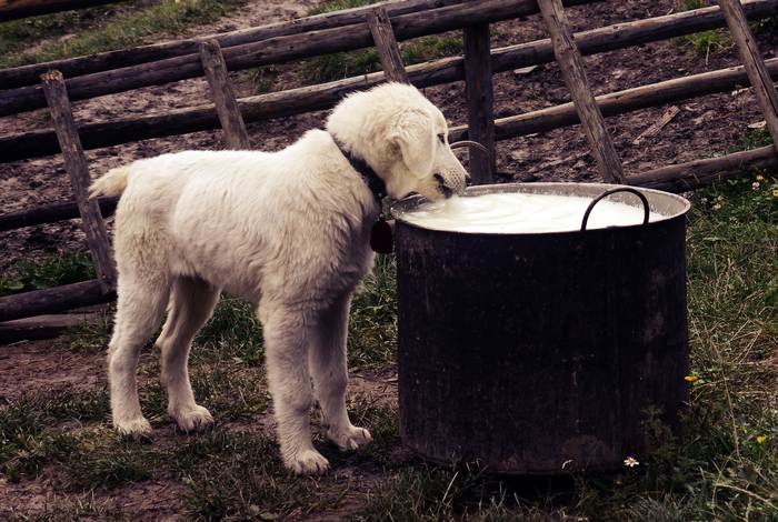Щенок пьет молоко из бадьи, фото фотография