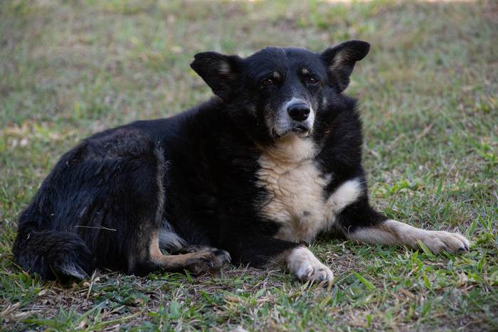 Толстая собака, собака с лишним весом, фото фотография