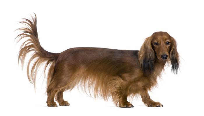 Длинношерстная такса машет (виляет) хвостом, фото фотография поведение собак