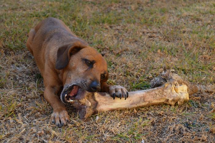 Собака грызет большую кость, фото фотография поведение собак