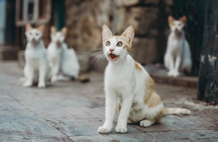 Уличная кошка мяукает, привлекая внимание, фото фотография поведение собак