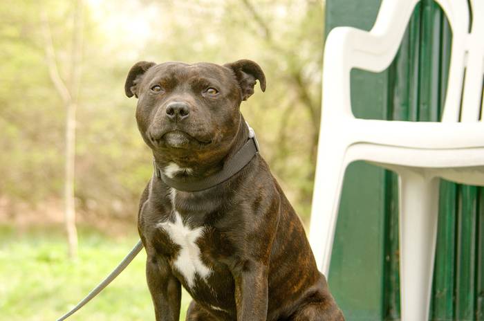 Стаффордширский бультерьер, фото фотография собаки