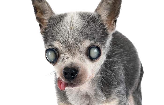 Старая чихуахуа с катарактой, фото фотография собаки